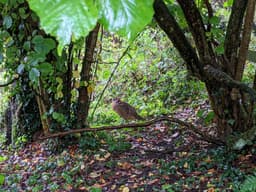 A brown bird standing among low tree branches in a leafy woodland area, surrounded by damp ground and fallen leaves.