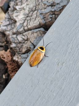 A bright orange and black cockroach on a grey fence.