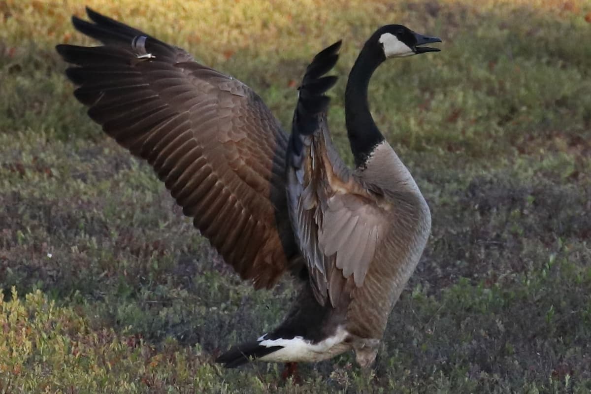 Canadian Goose standing in a cranberry bog with its wings spread out, a feather is out of place on their left wing