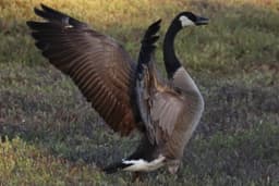 Canadian Goose standing in a cranberry bog with its wings spread out, a feather is out of place on their left wing