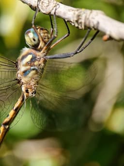 A side view photo of a black and yellow dragonfly, holding onto a tree branch.