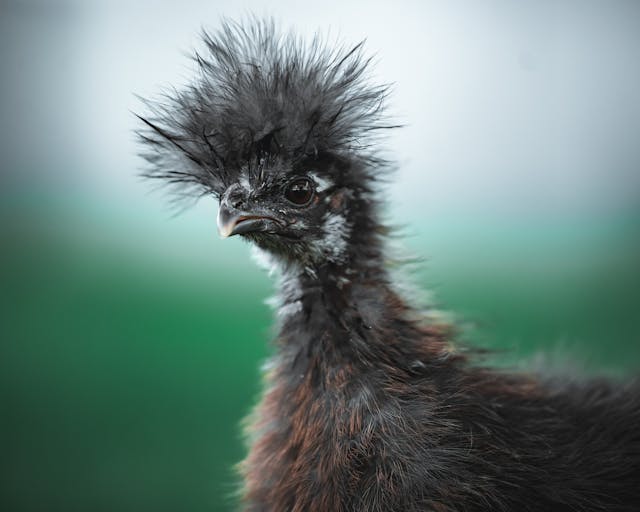Polly the Silkie Chicken