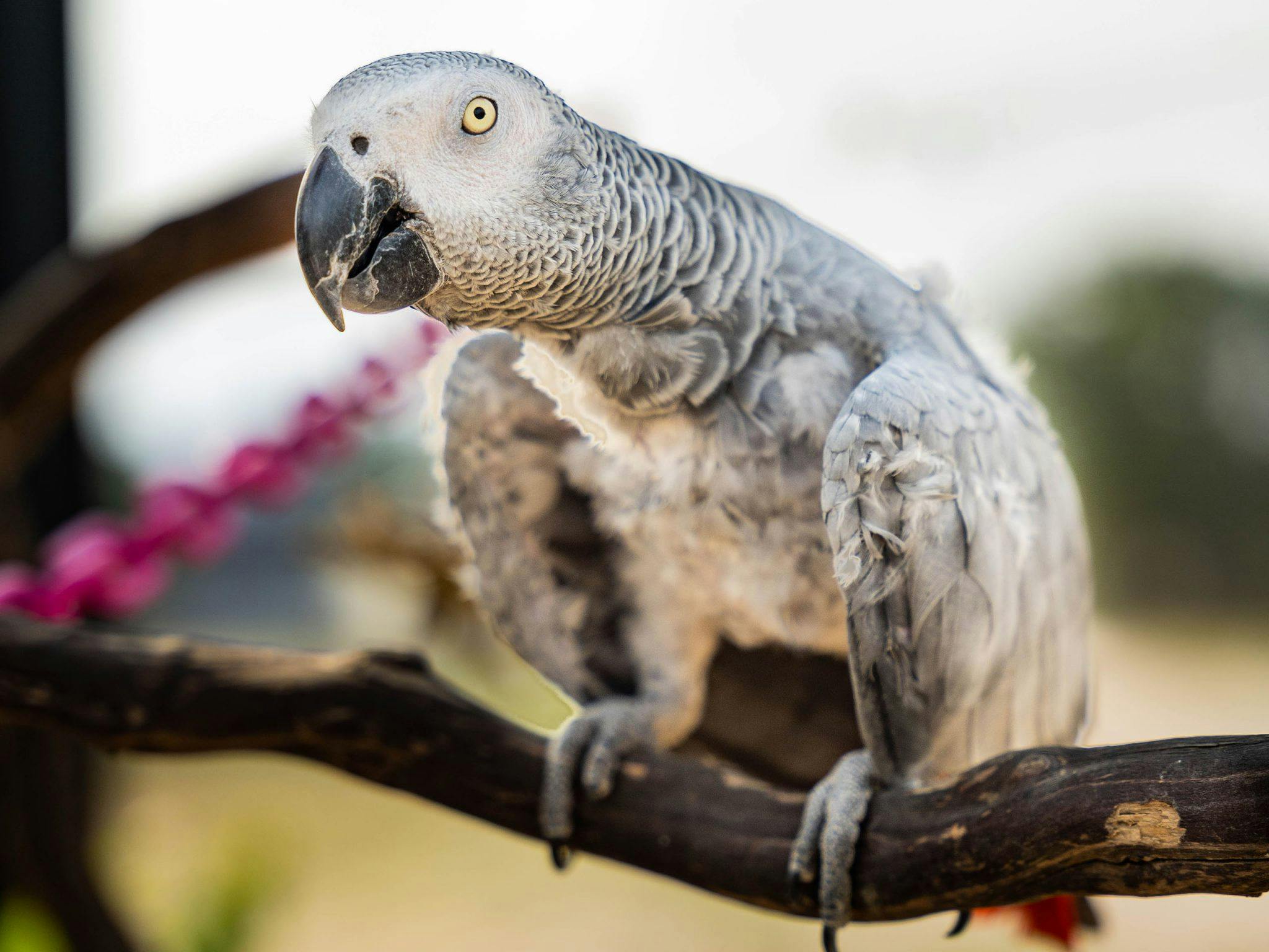 Mia the African Grey