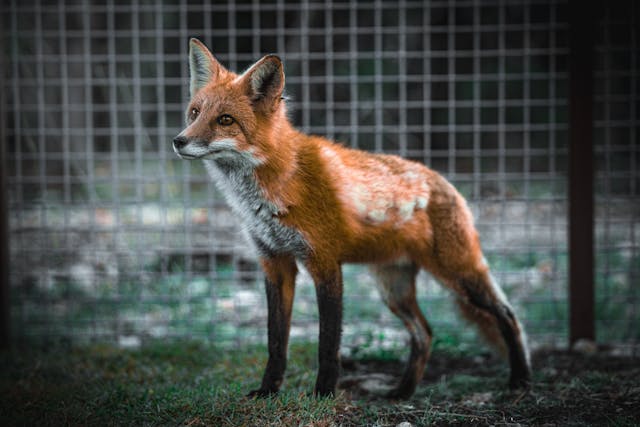 Reed the American Red Fox