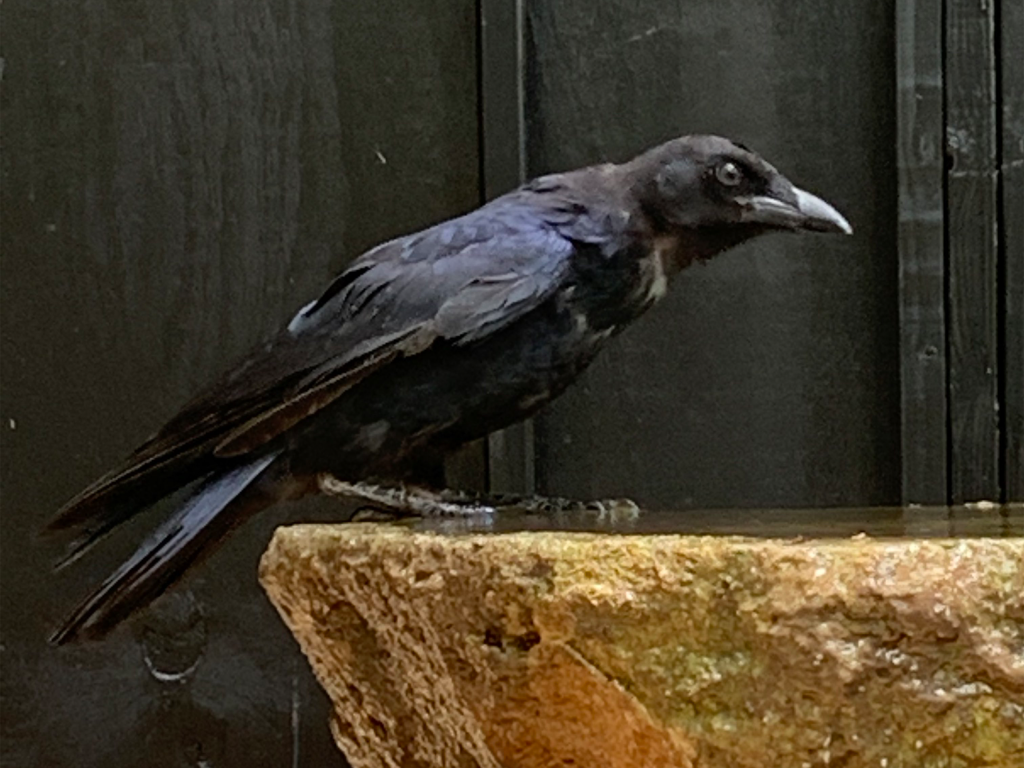 Coconut the American Crow