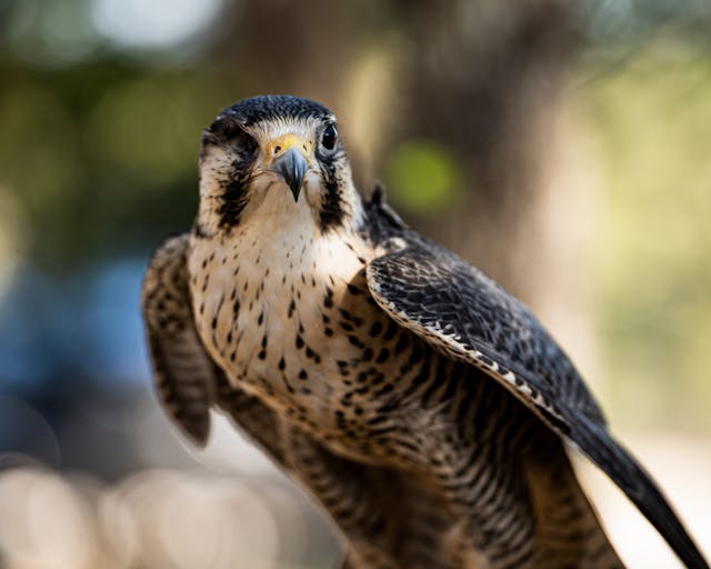 Orion the Prairie/Peregrine Falcon