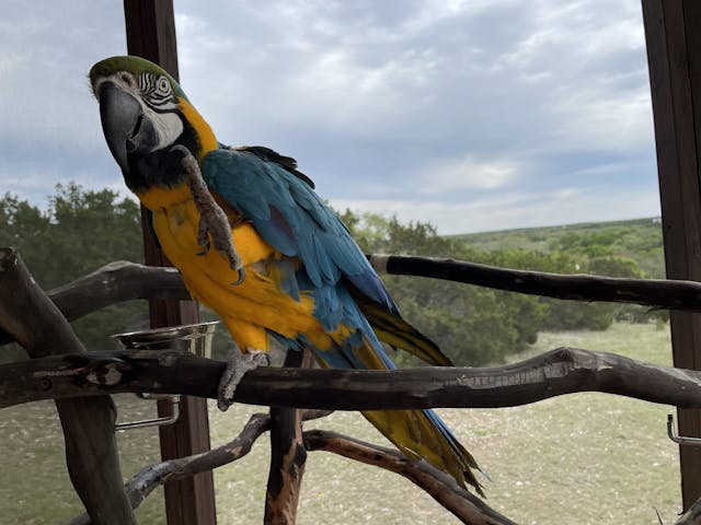 Tico the Blue and Gold Macaw