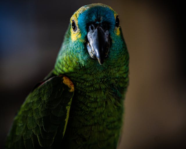 Siren the Blue-fronted Amazon