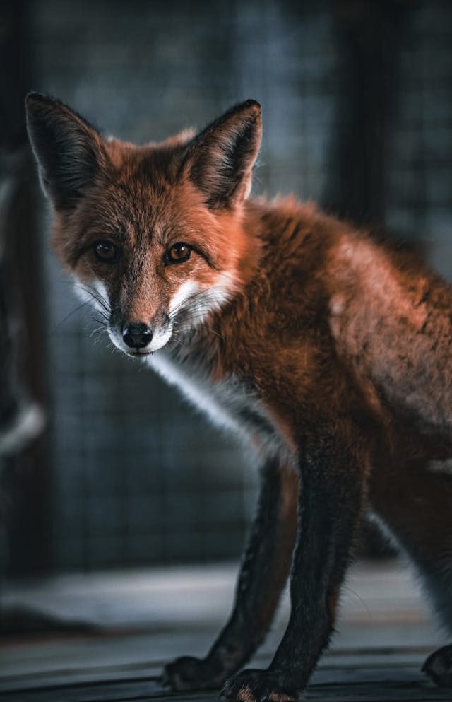 Reed the European Red Fox