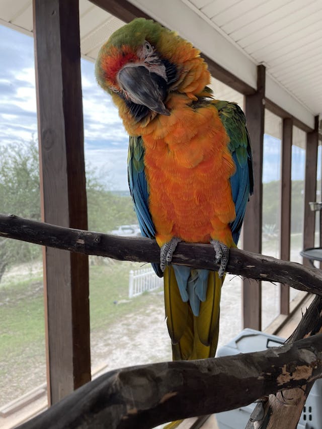 Miley the Catalina Macaw