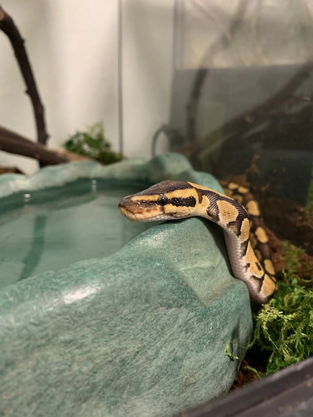 Patchy the Ball Python
