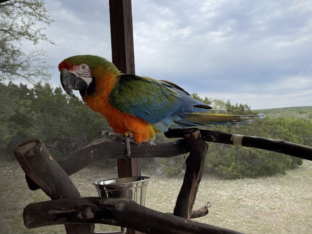 Miley the Catalina Macaw