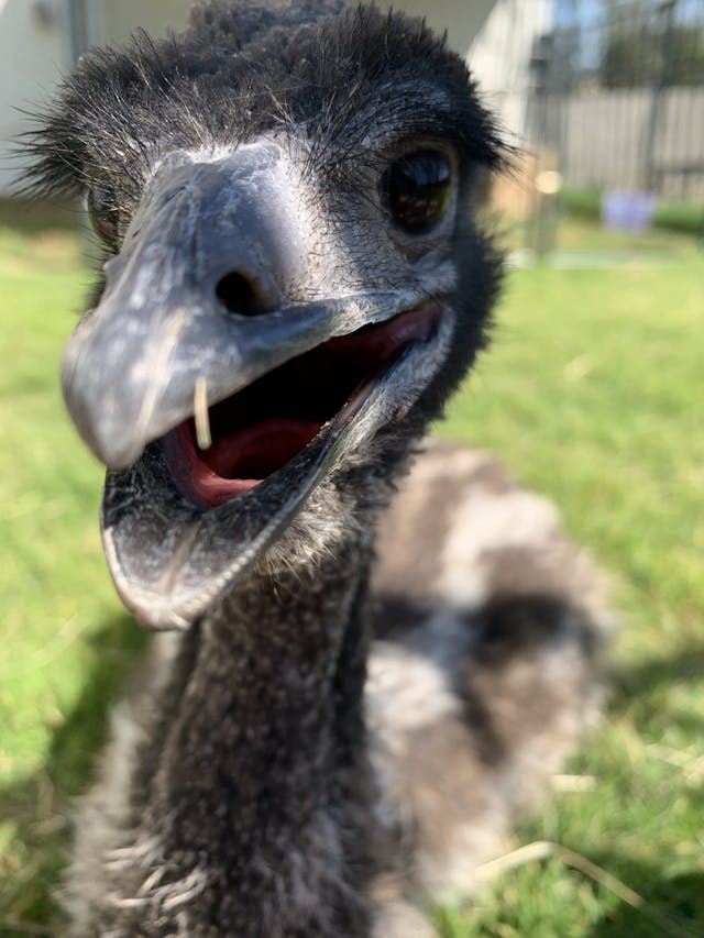 Stompy the Emu