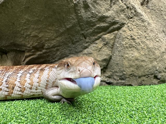 Toaster Strudel the Blue-tounged Skink