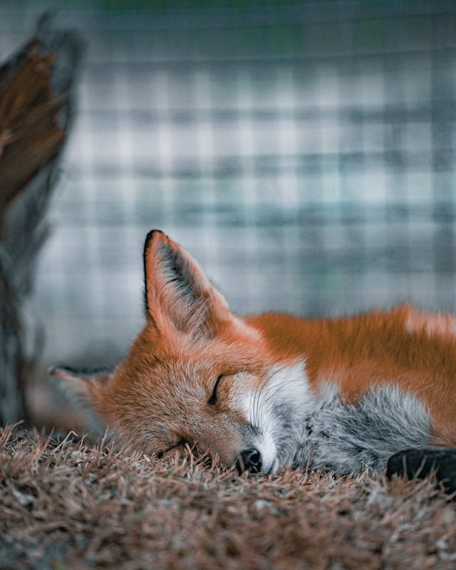 Reed the European Red Fox