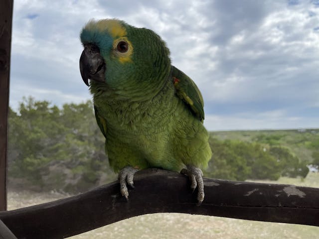 Siren the Blue-fronted Amazon