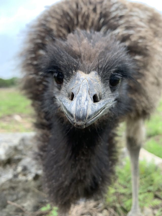 Stompy the Emu
