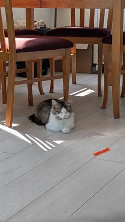 The same cat on the floor, with an almost perfect loaf posission, closing her eyes.