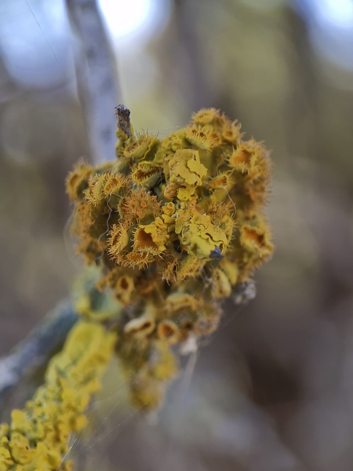 A yellow lichen growing on a branch. It has cup-like growths that look similar to Venus flytraps.