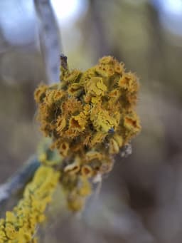 A yellow lichen growing on a branch. It has cup-like growths that look similar to Venus flytraps.