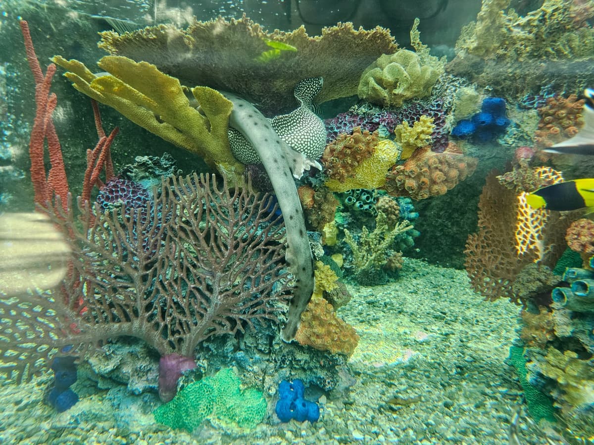 Zebra Moray & Turkey Moray & Epaulette Shark