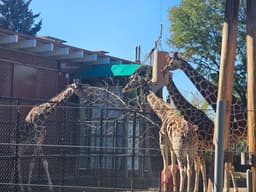 Giraffe Lunchtime