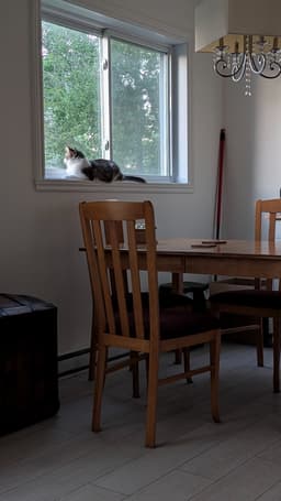 A domestic medium hair cat with a mix of white/ tabby laying by our kitchen window looking outside.