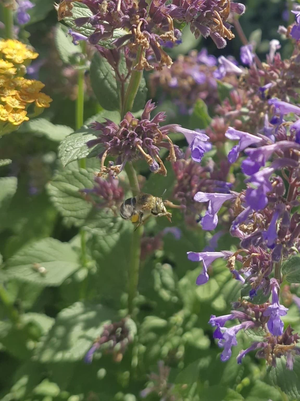A fuzzy bee with blue and black stripes flying towards purple flowers.