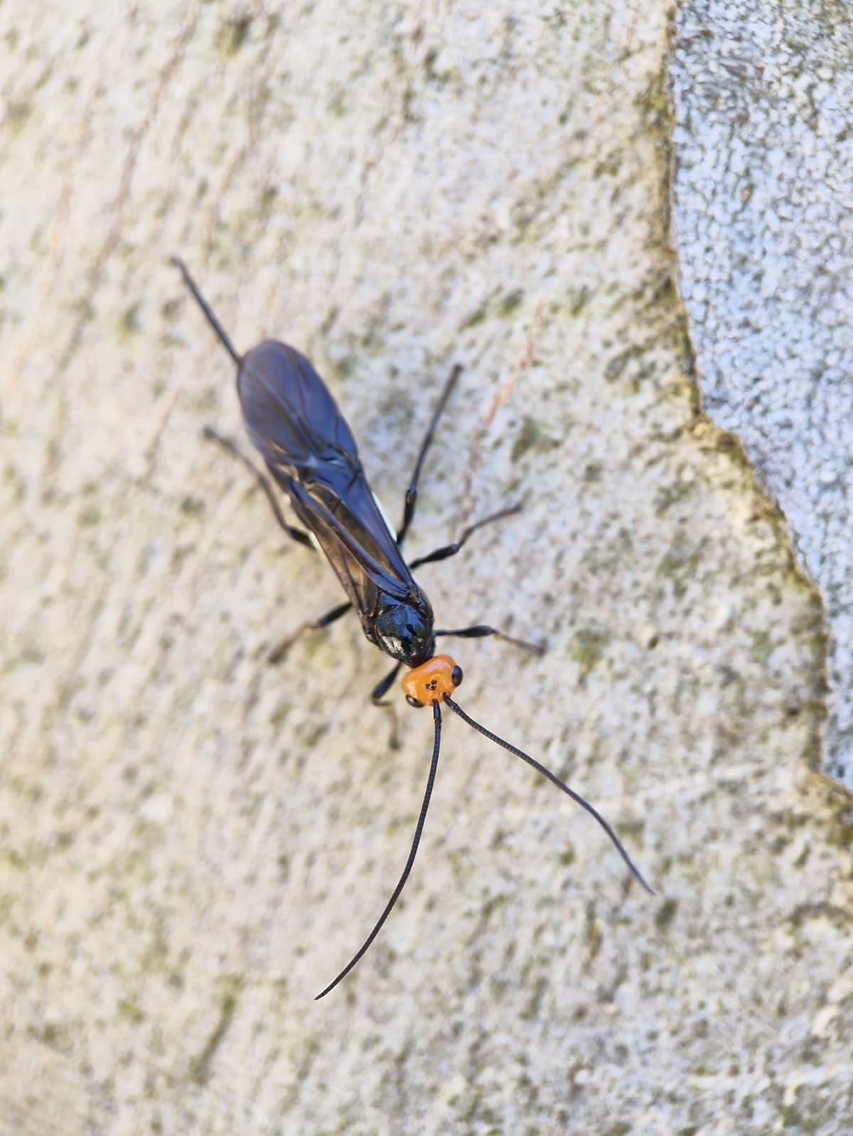 A wasp on a tree trunk. It is all black with an orange head.