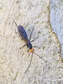 A wasp on a tree trunk. It is all black with an orange head.