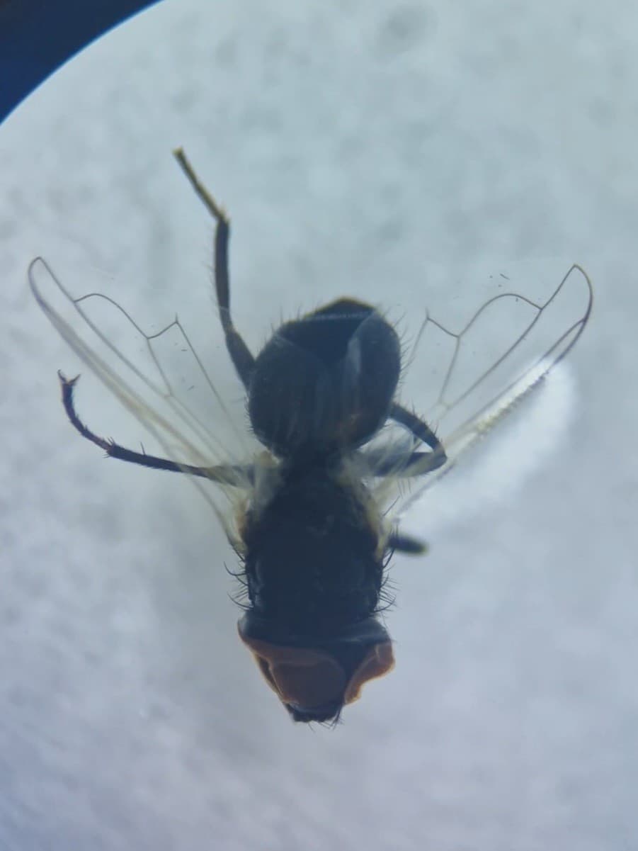 A black fly with large, depressed orange eyes, under a microscope.