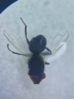 A black fly with large, depressed orange eyes, under a microscope.