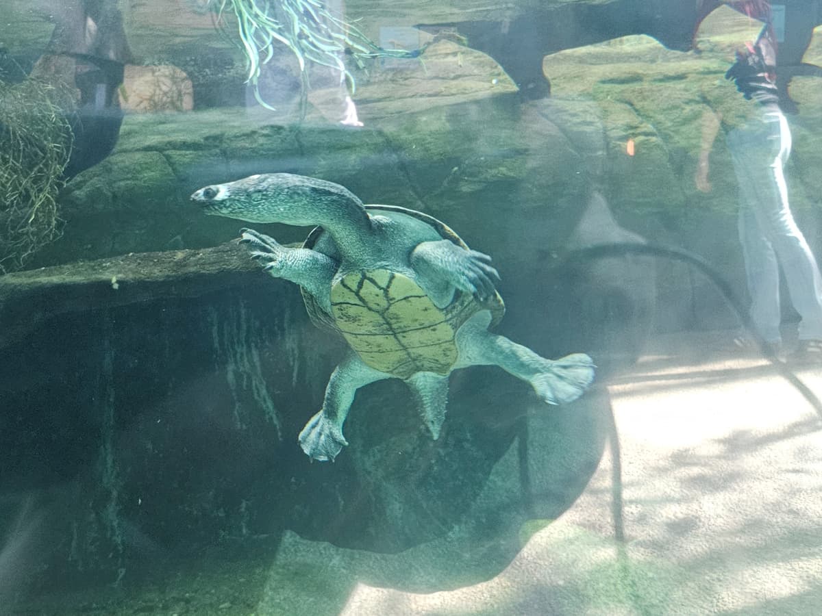 Siebenrock's Snake-Necked Turtle
