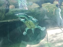 Siebenrock's Snake-Necked Turtle