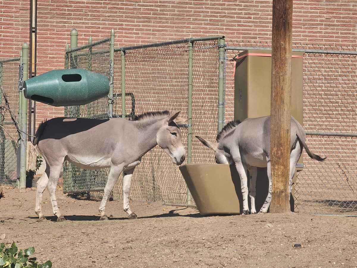 Somali Wild Ass