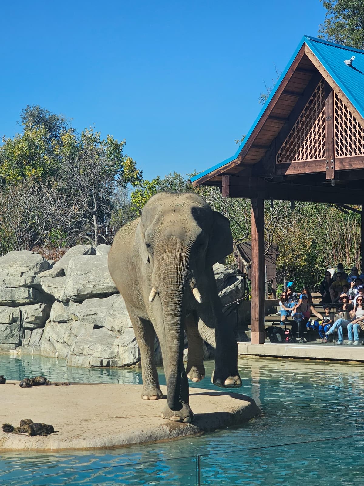 Bodhi the Asian Elephant balancing on his two starboard legs