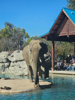 Bodhi the Asian Elephant balancing on his two starboard legs