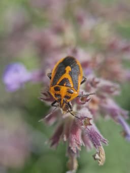 A black and orange bug on some purple flowers.