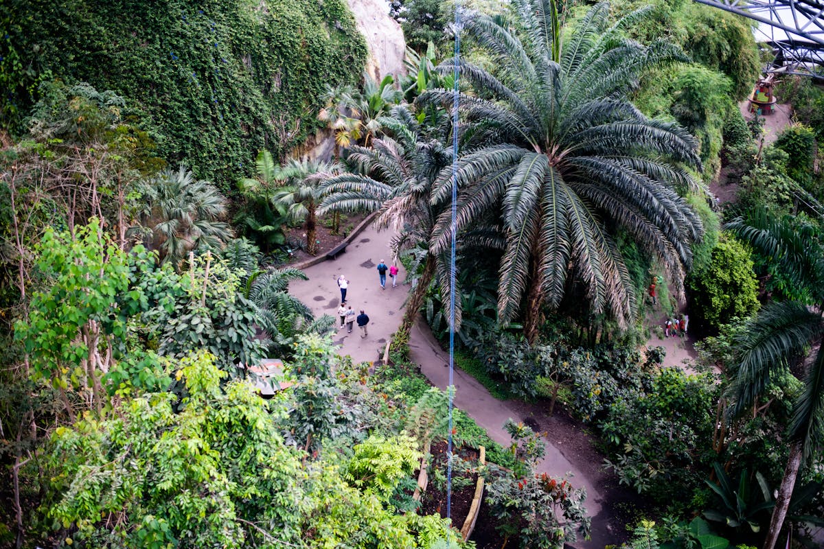 a photo from a high platform showing the rainforest biome