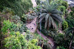 a photo from a high platform showing the rainforest biome