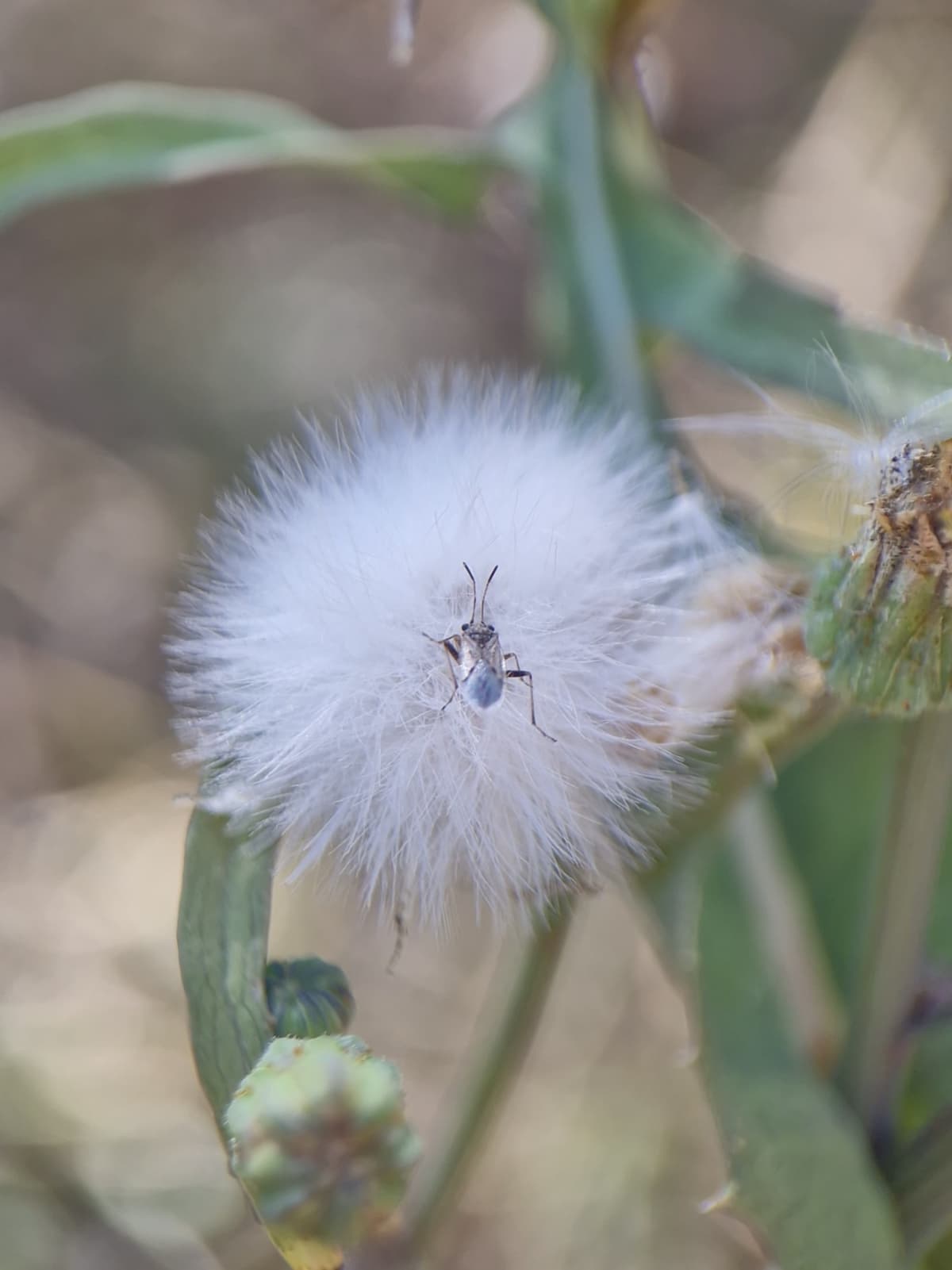 A small brown bug hiding in a dandelion seed pod.