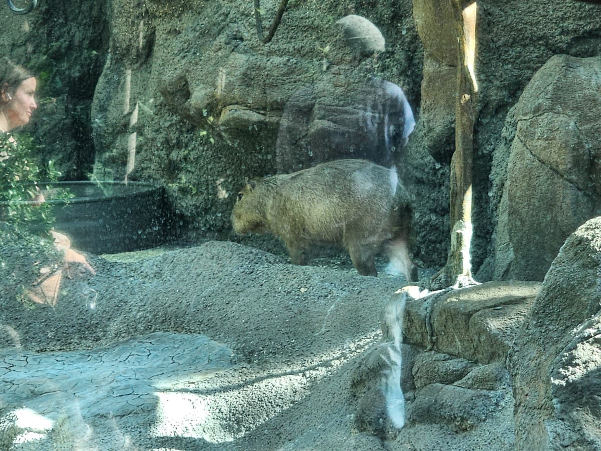 Capybara