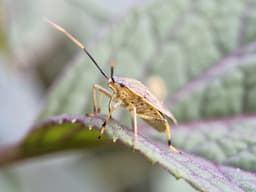 A side view of a yellow and brown bug standing on a leaf.