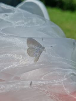 A small blue and brown butterfly in a sheer net.