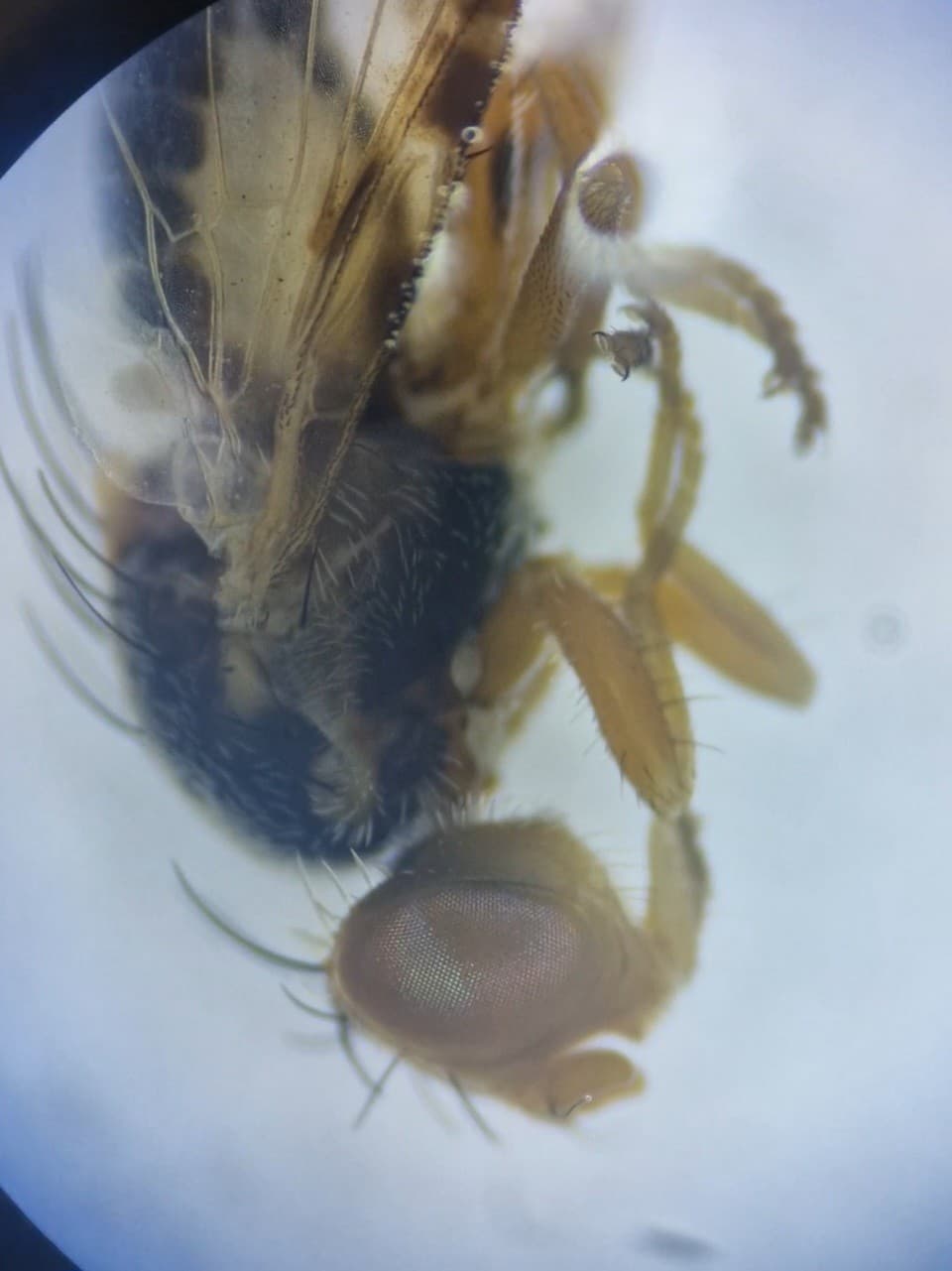 The head of a brown fly, under a microscope. The large eye has a rainbowy appearance.