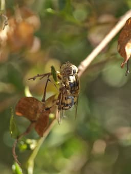 A black and yellow fly on a twig. Its pattern is similar to a bee.