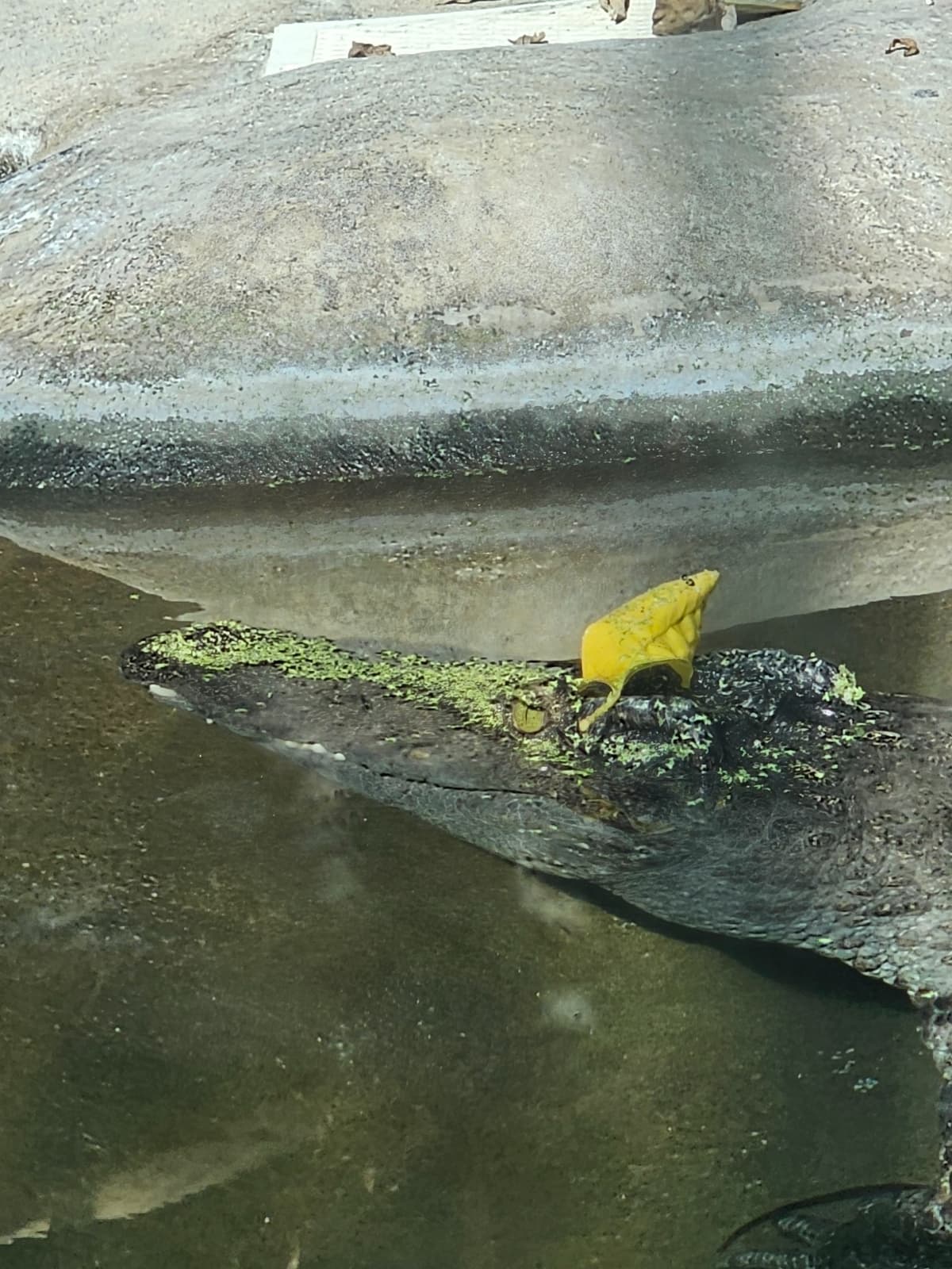 Siamese Crocodile with a leaf hat