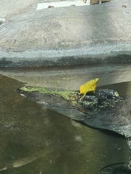 Siamese Crocodile with a leaf hat