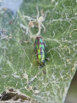 A small metallic green beetle, with black markings on its body. It is covered in spiderwebs.