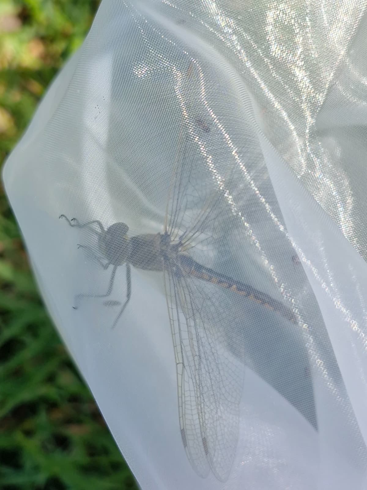A yellow and black dragonfly in a sheer net.